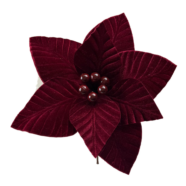 Maroon poinsettia