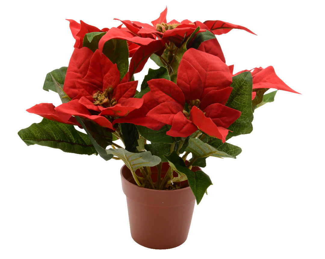 kaemingk poinsettia in pot