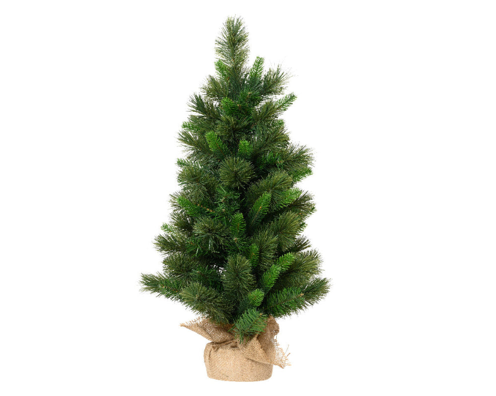 75cm Edmonton Spruce