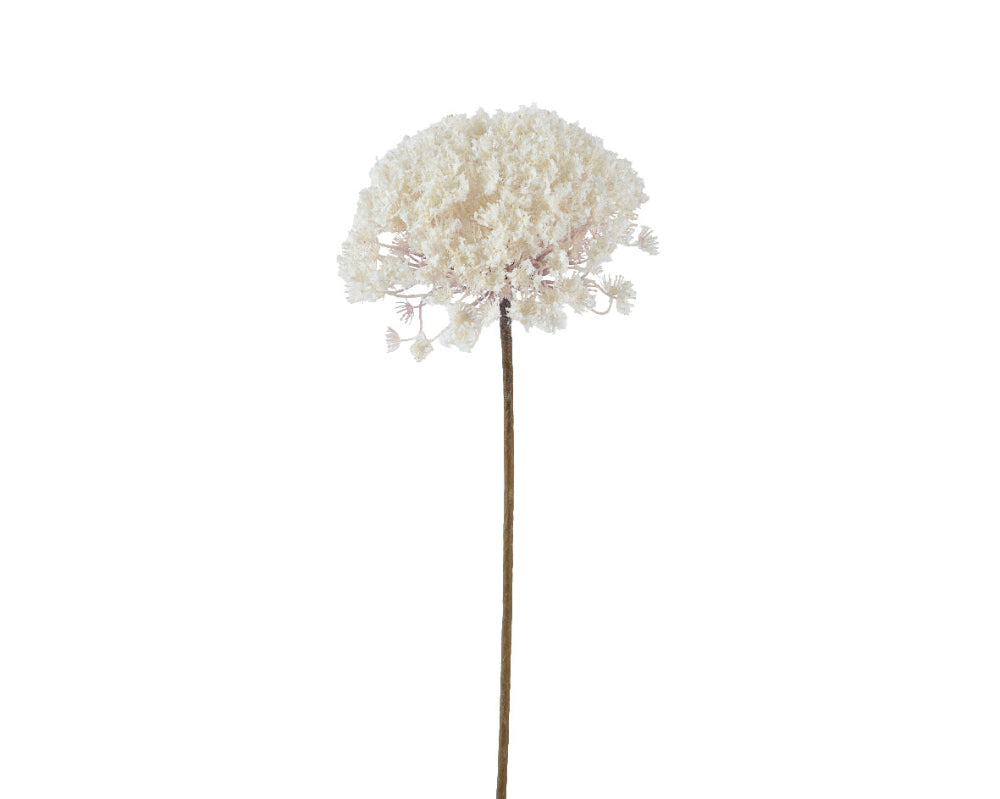 70cm Queen Ann Flower Snow Finish Cream