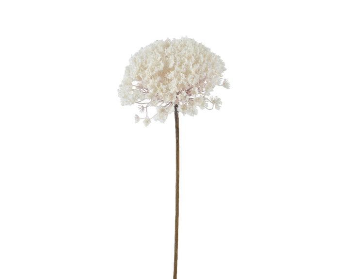 70cm Queen Ann Flower Snow Finish Cream
